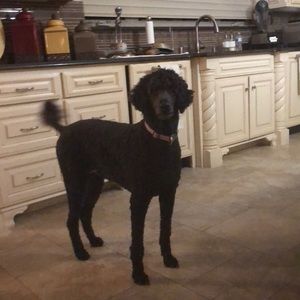 Meet your Posher, Lloyd